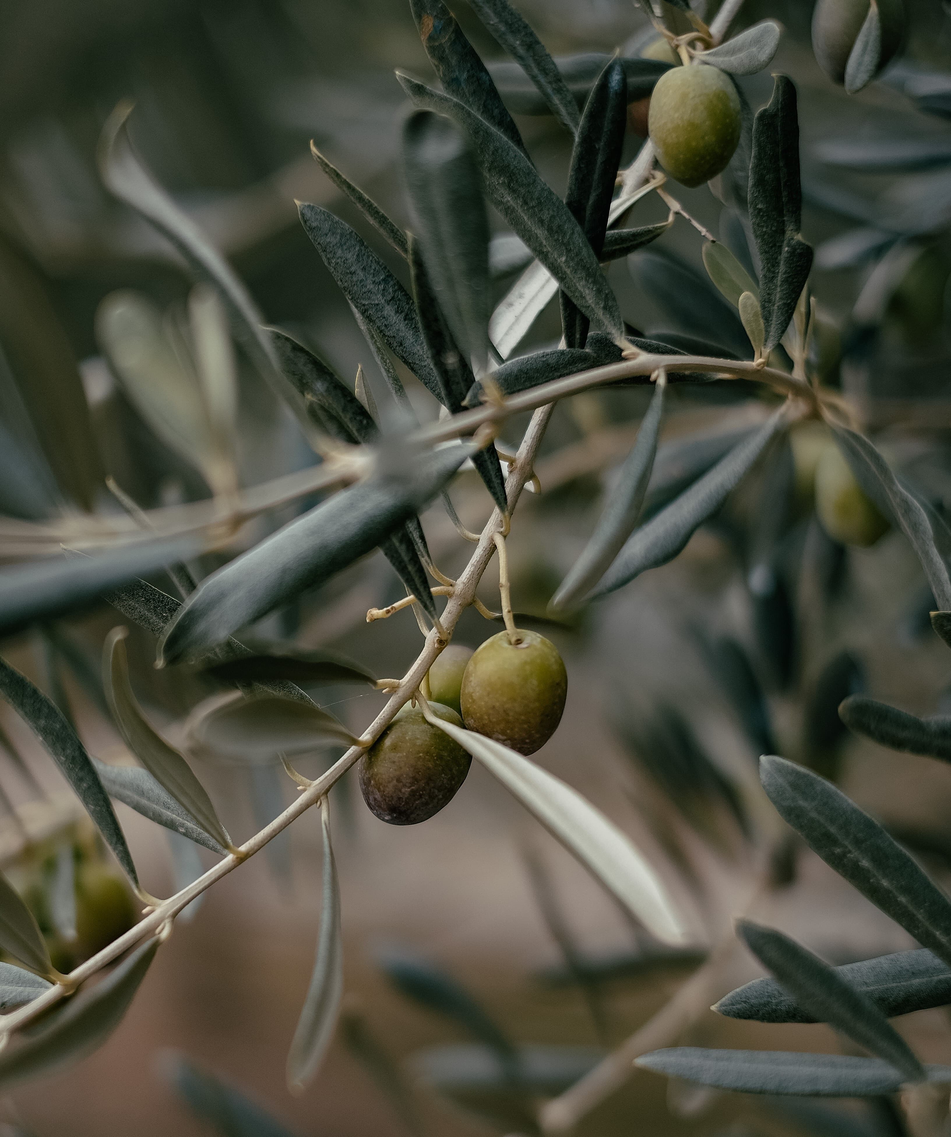 Cres Olive Oil 1