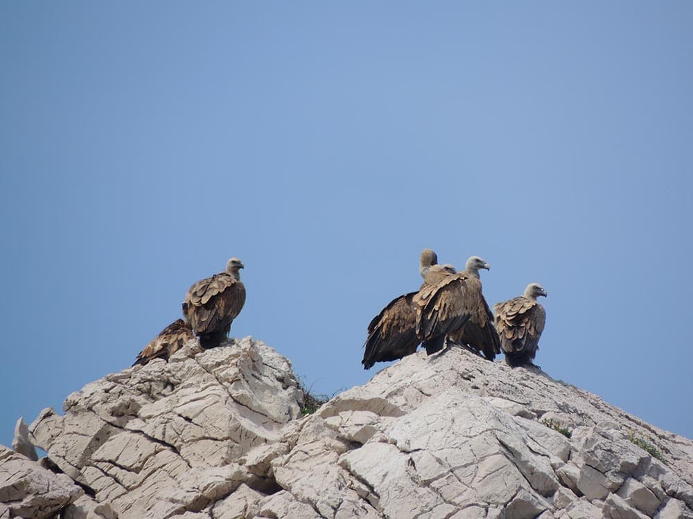 Griffon Vultures Nest, by Beli Visitor and Rescue Centre for Griffon Vultures