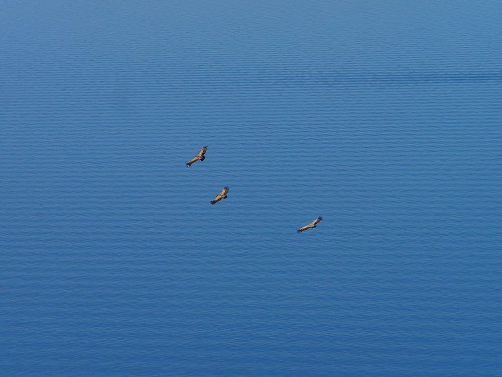 Griffon Vultures Flying, by Beli Visitor and Rescue Centre for Griffon Vultures