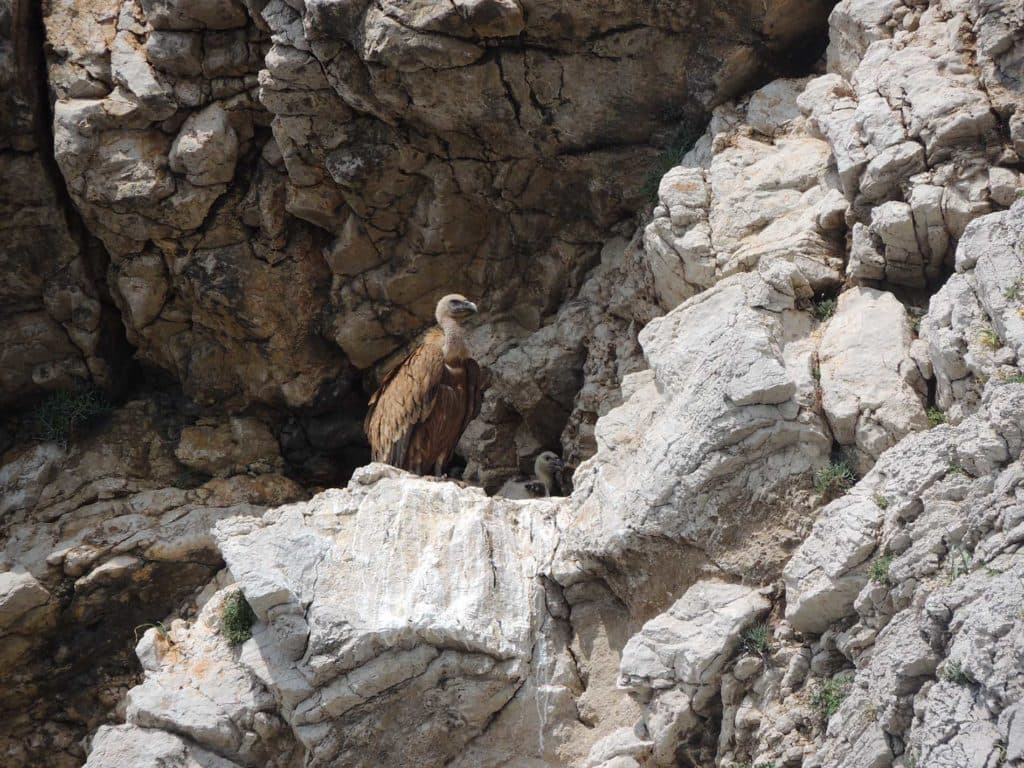 Griffon Vulture, by BIOM Association